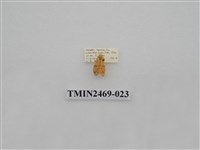 藏品(梯紋豔苔蛾)的圖片